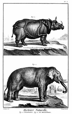 Ilustração Enciclopedia_Rinoceronte e Elefante