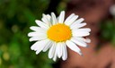 revistagalileuflores