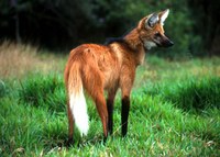 Instituto Pró-Carnívoros abre inscrições para curso de conservação de carnívoros silvestres na Serra da Canastra